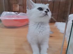-龟与熊猫宠物公园(南坪店)