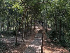 -上海佘山国家森林公园天马山园