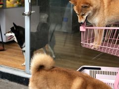 -柴犬高等学院·狗咖·柴犬售卖·宠物训练