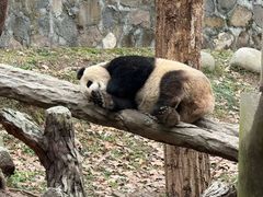-都江堰中华大熊猫苑
