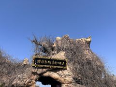 -大槐树寻根祭祖园
