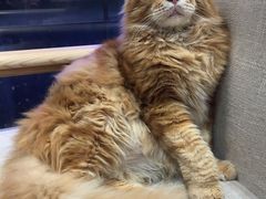 -藏猫猫咖啡主题馆(中央大道店)