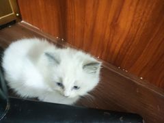 -楼上猫咖(罗湖店)