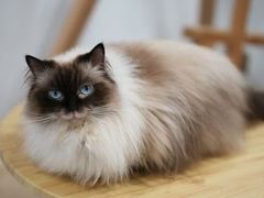 -楼上猫咖(罗湖店)