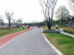 -上海长兴岛郊野公园