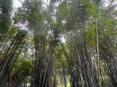 -云溪植物园