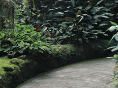 -深圳仙湖植物园