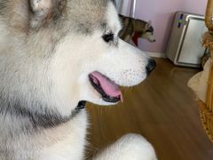 小霸王-Husky Go! 哈士奇体验馆·宠物咖啡厅狗咖