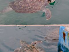 -广东惠东海龟国家级自然保护区