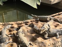 -石家庄市动物园