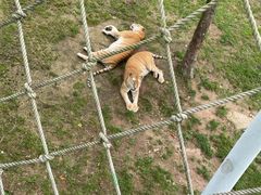 -西霞口神雕山野生动物世界