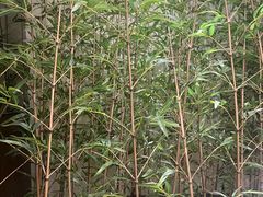 -同湘会馆(粤垦路店)