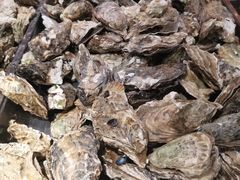 海蛎子-鼎香缘海鲜自助火锅烤肉(锦辉购物广场店)