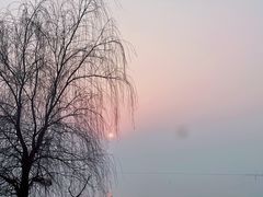 -西京湾花海
