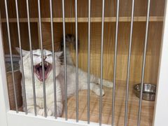 -爱洗澡的猫(天河路店)