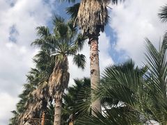 -柱状节理带