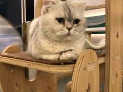 -飞行喵MR PILOT|猫舍·猫咖(静安大融城店)