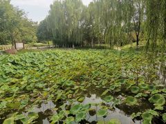 -石家庄市植物园
