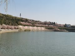 -樱花山风景区