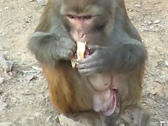 -黔灵山公园