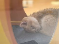 -帕帕拉兹宠物(亚洲旗舰店)