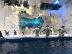 -华夏文旅海洋公园