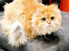 -欣宠猫屋·矮脚拿破仑·蓝金金渐层