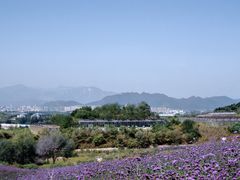 -密云玫瑰情园