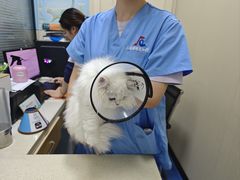 -顺强宠物诊所·狂犬免疫·夜诊·骨科(嘉定店)