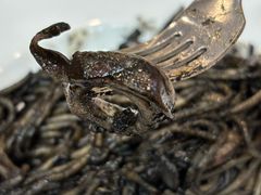 -萨莉亚意式餐厅(深南茂业店)