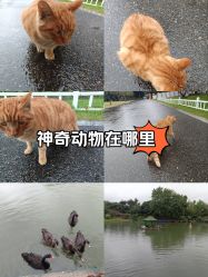 -玄武湖景区-情侣园游乐场