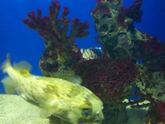 -烟台海昌鲸鲨海洋公园