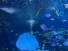 -太平洋海底世界