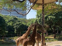-深圳野生动物园
