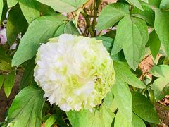 -洛阳市隋唐城遗址植物园