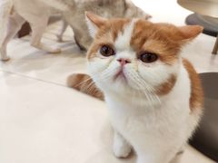 -飞行喵MR PILOT|猫舍·猫咖(静安大融城店)