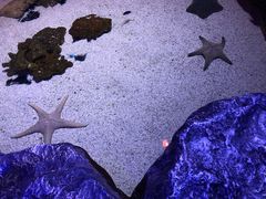-暹罗海洋世界