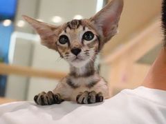 -momokira米努特·德文卷毛猫·棉花面纱犬