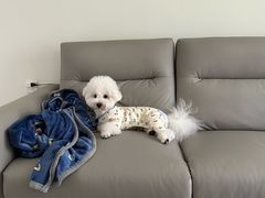 -翊宠yipet猫狗购宠庄园犬舍•猫舍