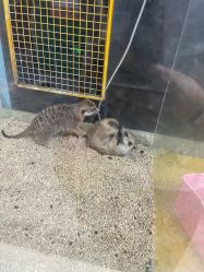 -神奇动物撸宠馆·羊驼·小浣熊·异宠(豫园店)