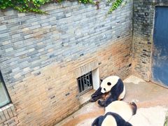 -都江堰中华大熊猫苑