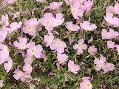 -汉长安城未央宫国家考古遗址公园