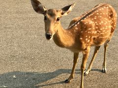 -清迈夜间动物园