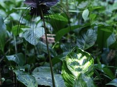 -莫里热带雨林景区