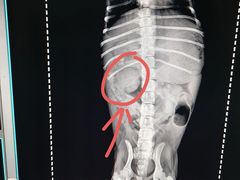 -A猫a狗全科·犬猫异宠·芥西宠物医院(南开总院)