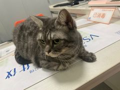 -伟伟宠物医院·瑞派猫友好医院·猫科(光谷店)