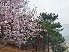 -北京西山国家森林公园