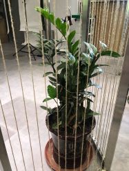 -MAGIC米几发型设计·羊毛卷