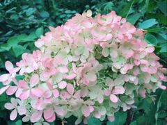 -黑龙江省森林植物园