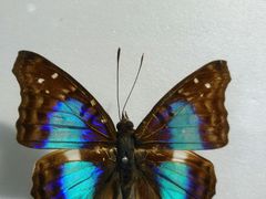 -上海昆虫博物馆